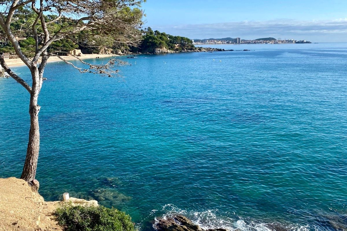Turquoise Costa Brava water framed by a pine on the Day 2 route near Sant Feliu de Gu&iacute;xols