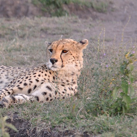 A cheetah lounging in the grass, the mascot for a proper post season break